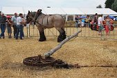 Photo 8 - Fête de la moisson