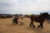 Photo 11 - Fête de la moisson