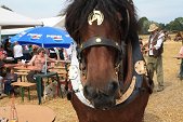 Photo 12 - Fête de la moisson