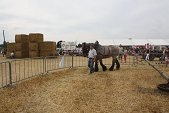 Photo 25 - Fête de la moisson