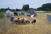 Photo 40 - Fête de la moisson