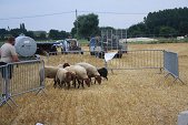 Photo 41 - Fête de la moisson