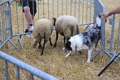 Photo 44 - Fête de la moisson