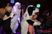 Photo 204 - TOUS A POILS