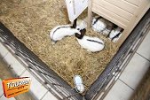 Photo 60 - La roue des cadeaux