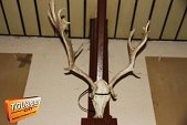Photo 91 - Cerf moi une pinte