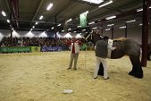 Photo 87 - Salon de l'élevage et de l'agriculture