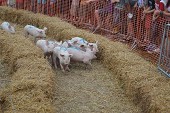Photo 158 - Molenbaix dimanche