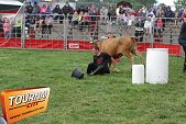 Photo 37 - Feria Popuelles