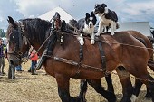 Photo 34 -  Fête de la moisson à l'ancienne