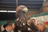 Photo 15 - Les Mordus foire d'hiver