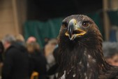 Photo 16 - Les Mordus foire d'hiver