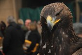 Photo 17 - Les Mordus foire d'hiver