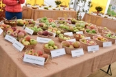 Photo 83 - Fête de la pomme