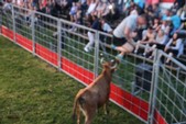 Photo 20 - Popuelles - Feria  Soirée