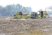 Photo 105 - La moisson des Minions