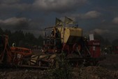 Photo 251 - La moisson des Minions