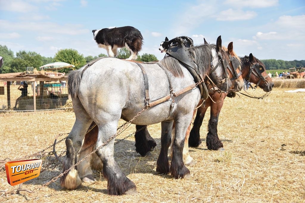 Fête de la moisson à l'ancienne