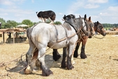 Photo 1 - Fête de la moisson à l'ancienne